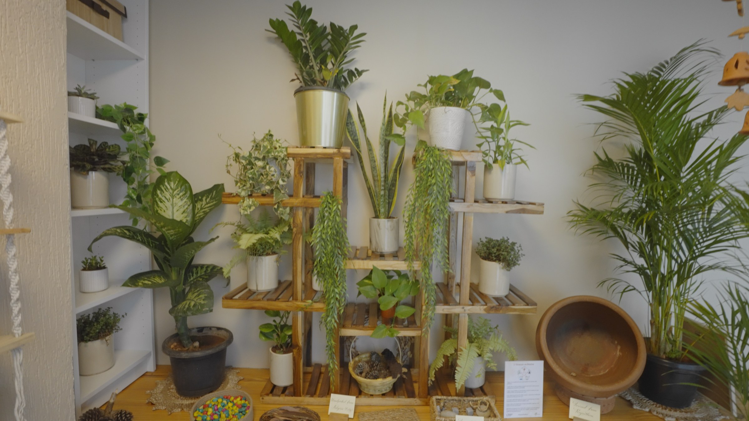Forest corner, live plants and natural textures